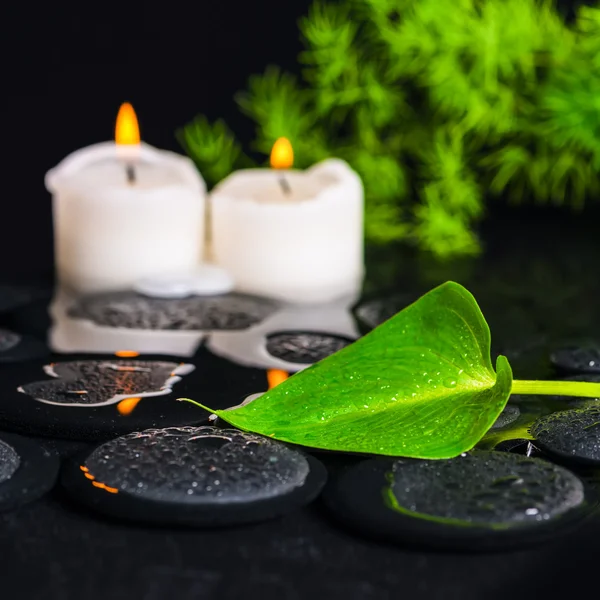 Spa concept of green leaf Calla lily, foliage and candles on zen