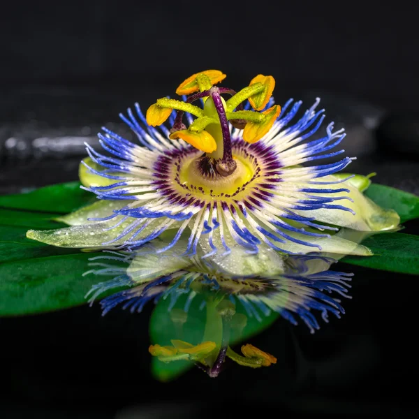 Beautiful spa still life of passiflora flower on green leaf, zen