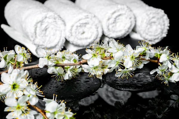 Blooming twig of plum, white towels on zen stones with reflectio