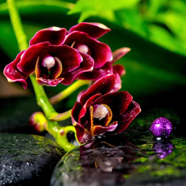 Beautiful spa background of dark cherry flower orchid phalaenops