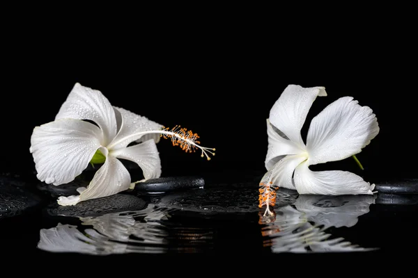 Beautiful spa still life of delicate white hibiscus, zen stones