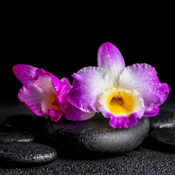 Spa concept of purple orchid dendrobium with drops on black zen