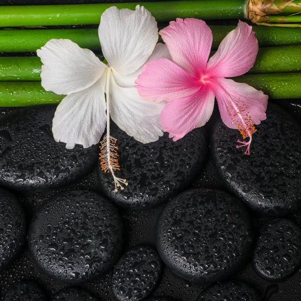 Spa still life of white, pink hibiscus flowers and natural bambo