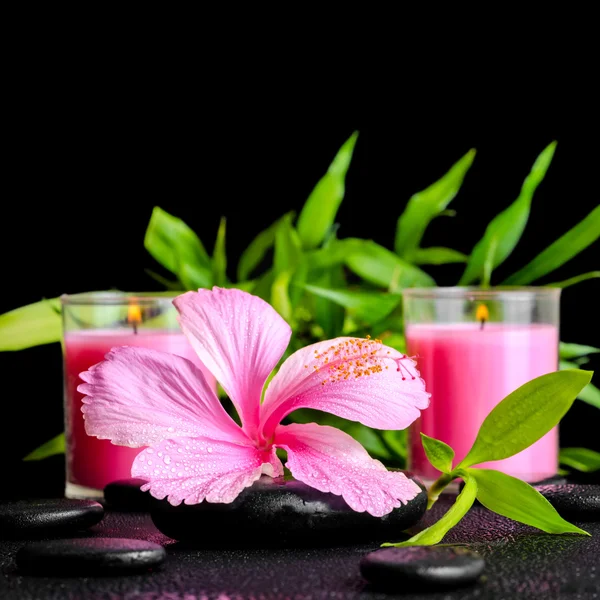 Beautiful spa still life of pink hibiscus flower, twig bamboo an