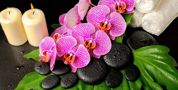 Spa background of zen stones with dew, blooming twig stripped vi