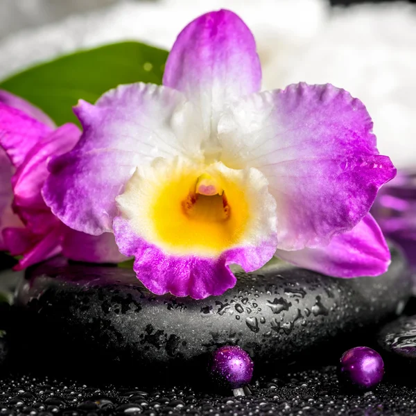 Spa background of orchid dendrobium, green leaf Calla lily, purp