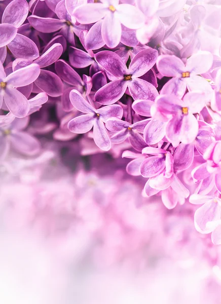 Lilac. Purple Lilac. Bouquet of purple lilacs. Beautiful flowers of lilac - close up. Valentines Wedding Romantic floral background with violet  lilac flowers and bokeh. Toned Photo