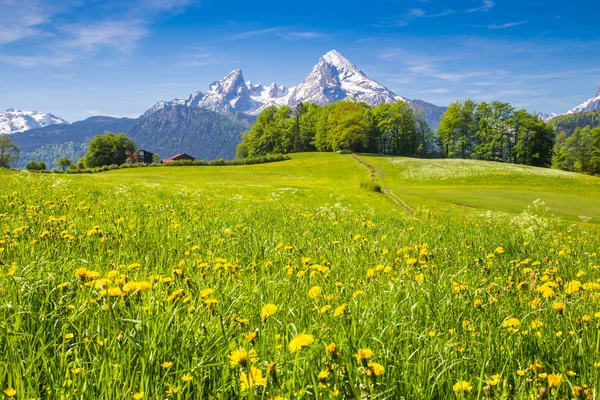 Idyllic landscape in the Alps with green meadows and flowers