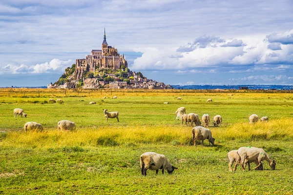 Le Mont Saint-Michel with grazing sheep, Normandy, France