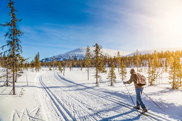 Tourist cross-country skiing in Scandinavia at sunset