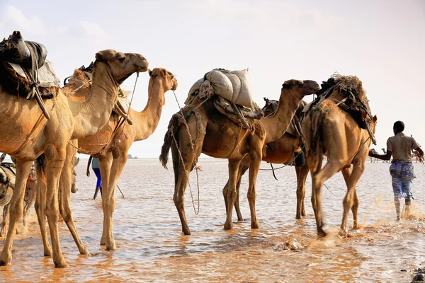 Afar herder drives a camel caravan. Danakil-Ethiopia. 0292