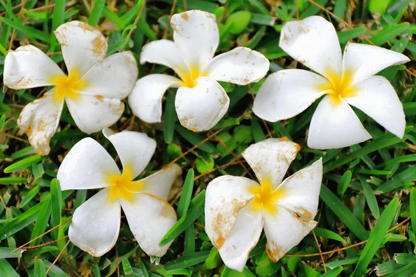 Tiare floweru in Lonnoc Beach-Vanuatu. 0001