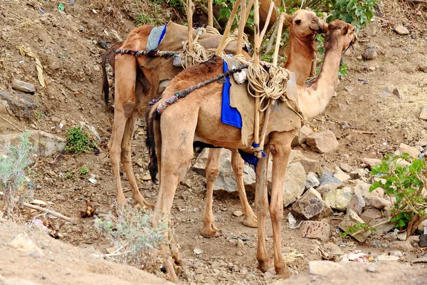 Pair of dromedary camels in the sunday market. Senbete-Ethiopia. 0057