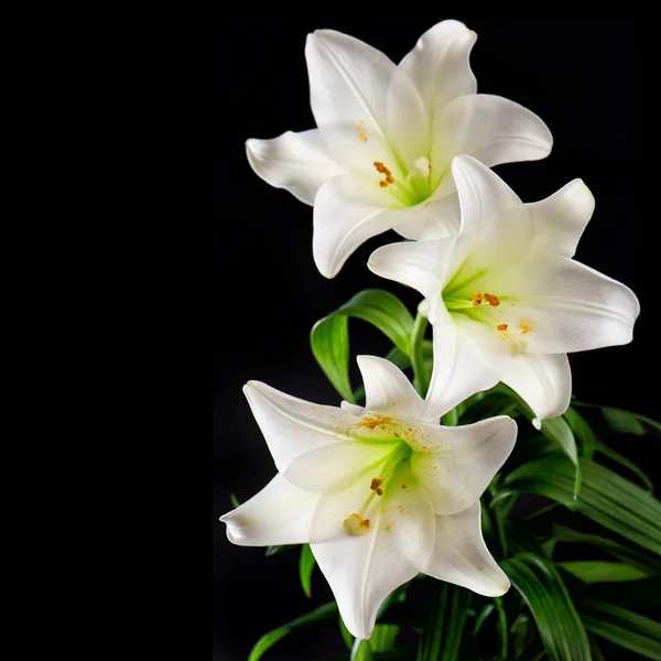 White lily flowers bouquet on black background. Condolence card