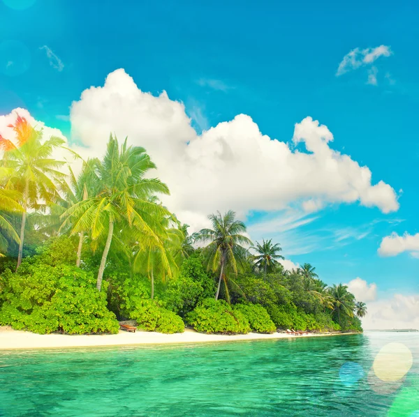 Tropical island beach landscape with palm trees.