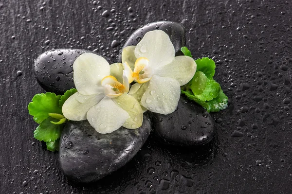 Orchid flowers, green leaves, stones and water drops