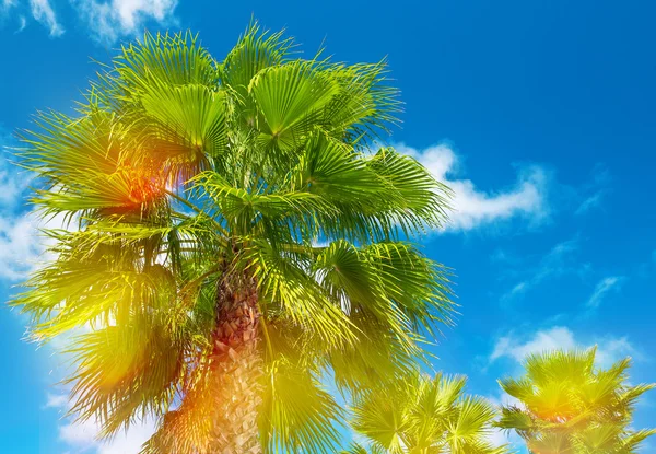 Palm trees with sunny blue sky. Summer holidays background