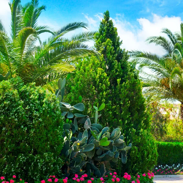 Beautiful park with palm trees and evergreen plants