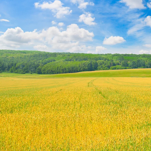 Field and blue sky with light clouds