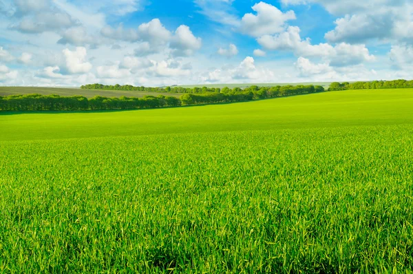 Green field and blue sky with light clouds