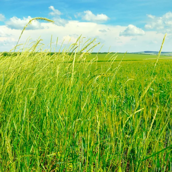 Green field and blue sky with light clouds