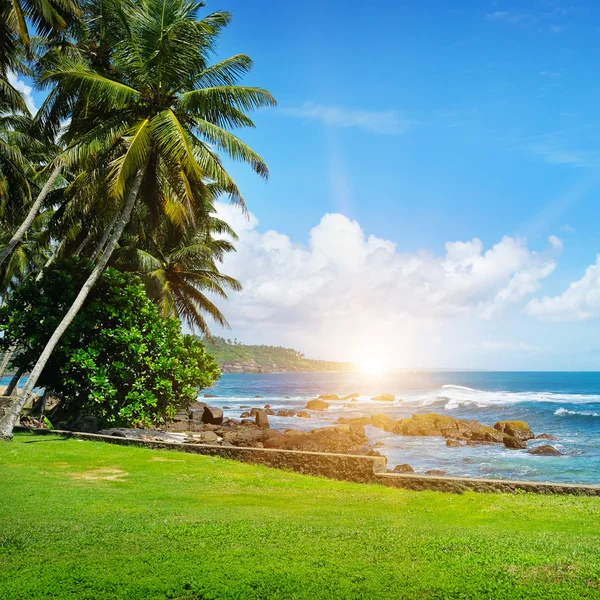 Ocean and tropical palm trees on the shore