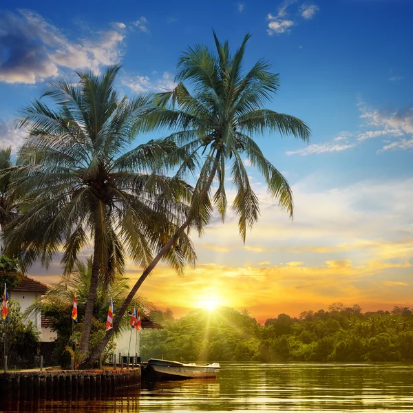 River, beautiful sunrise and tropical palms
