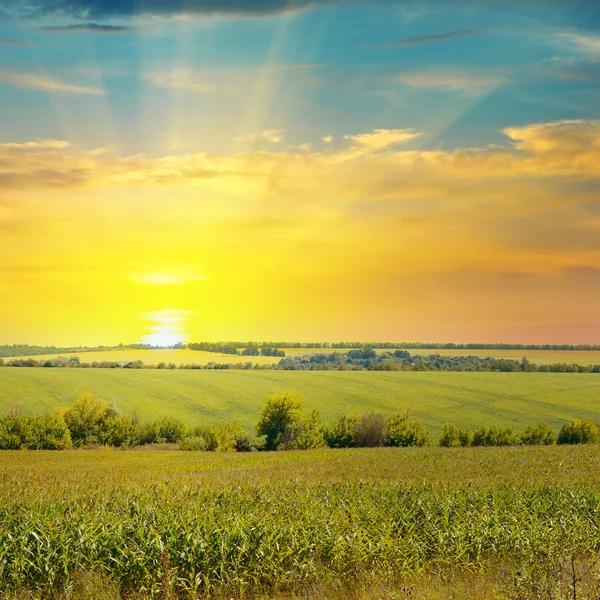 Sunrise over the corn field