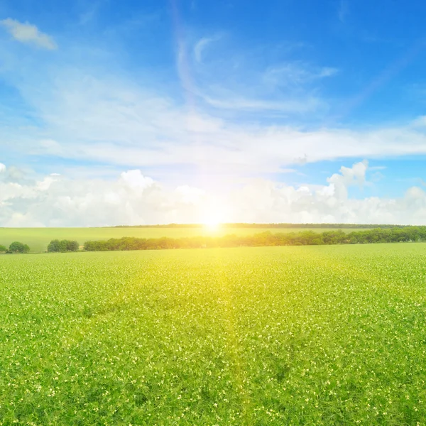 Field, sunrise and blue sky