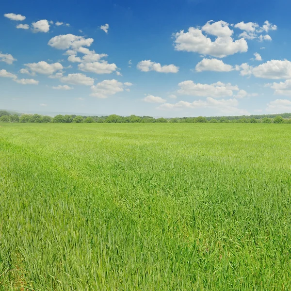 Green field and blue sky with light clouds