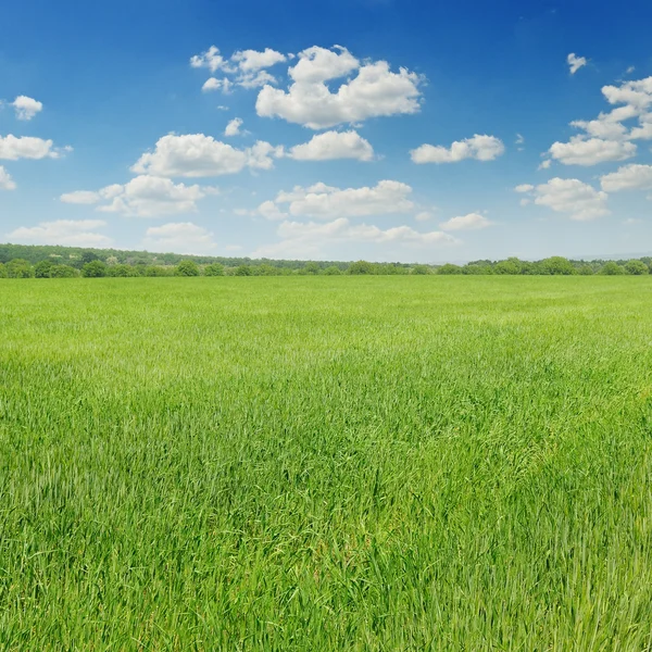 Green field and blue sky with light clouds