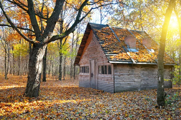 Shelter in the beautiful autumn forest