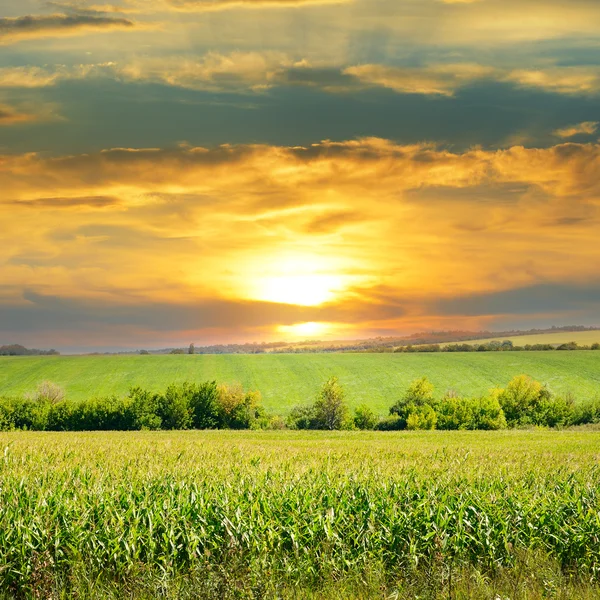 Corn field and sunrise on blue sky