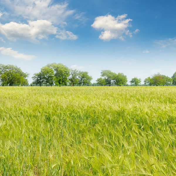 Green field and blue sky with light clouds