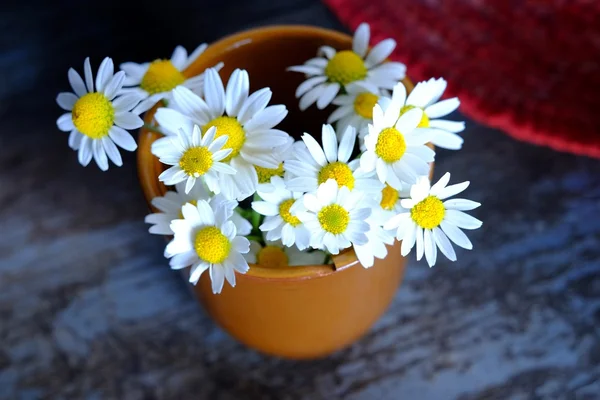 Daisies in the village