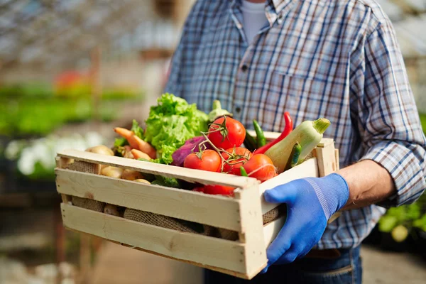 Gardener holding vegetables