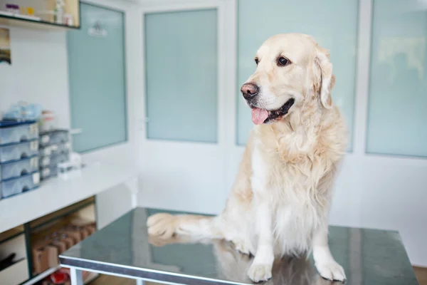 Purebred dog sitting on table