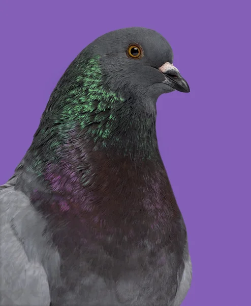 Close-up of a King pigeon against purple background