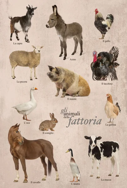 Educational poster with farm animal in Italian