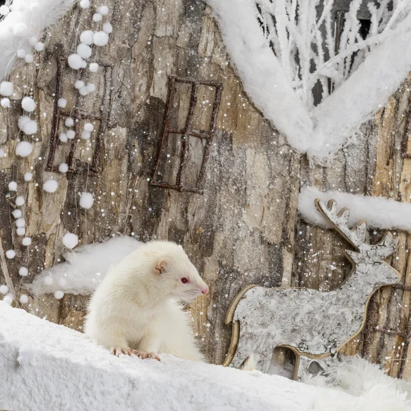 Ferret in front of a Christmas scenery