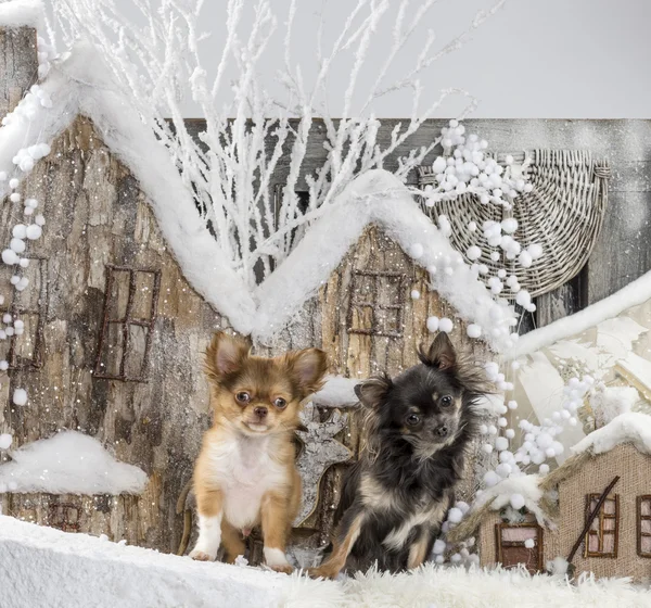 Chihuahuas in front of a Christmas scenery