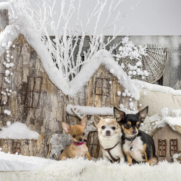 Chihuahuas in front of a Christmas scenery