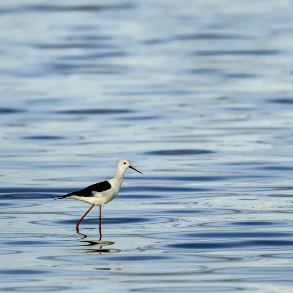 Black-winged stilt walking in water, Serengeti, Tanzania