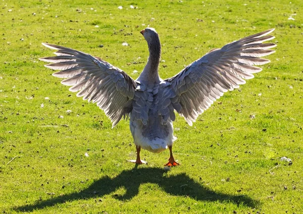 Domestic goose spreading its wings in farmyard