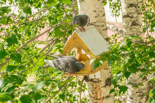 Pigeons around bird feeders