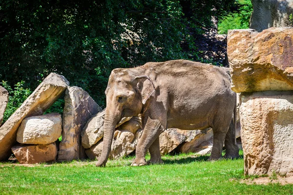 Young African elephant walking on the grass among the rocks.