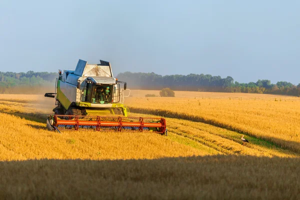 Harvester working in field and mows wheat. Ukraine.