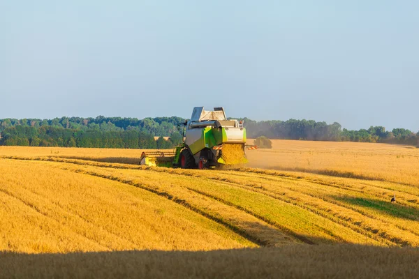 Harvester working in field and mows wheat. Ukraine.