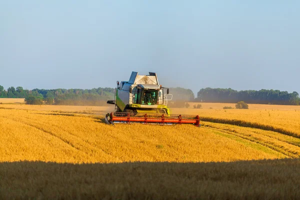 Harvester working in field and mows wheat. Ukraine.