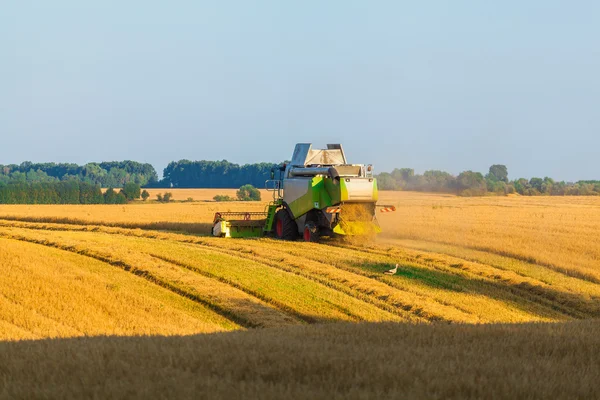 Harvester working in field and mows wheat. Ukraine.